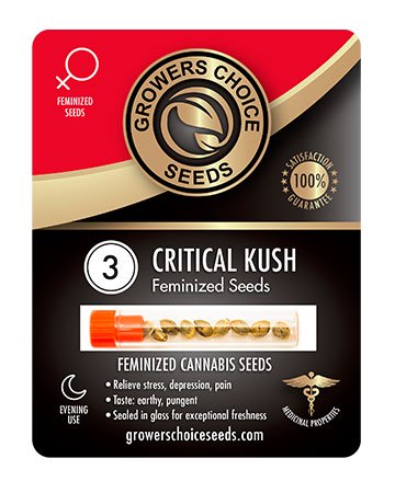 Buy Critical Kush Feminized Cannabis Seeds 3