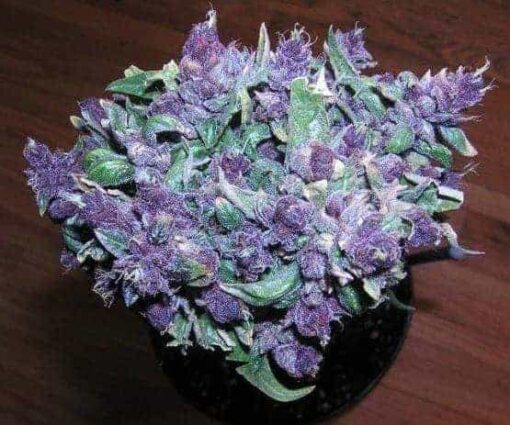 Purple Haze x5