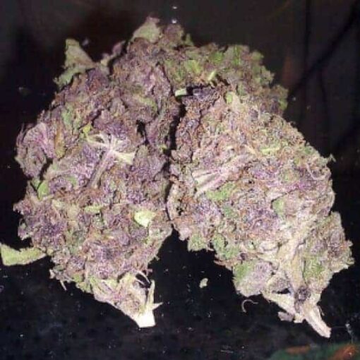 Purple Kush x10kg