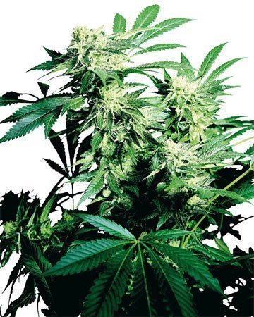 Durban Poison Cannabis Seeds 10kg